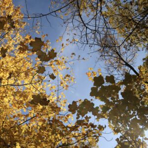 leafy sky