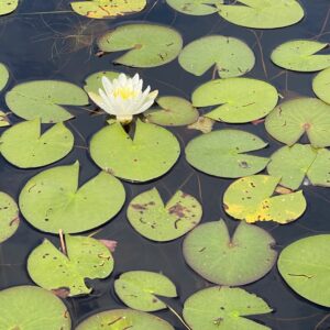 water lilies