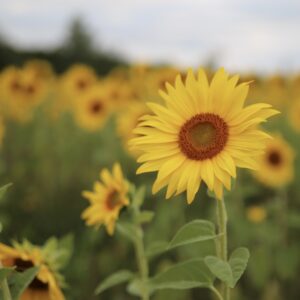 sunflowers